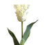 Tulip White Parrot