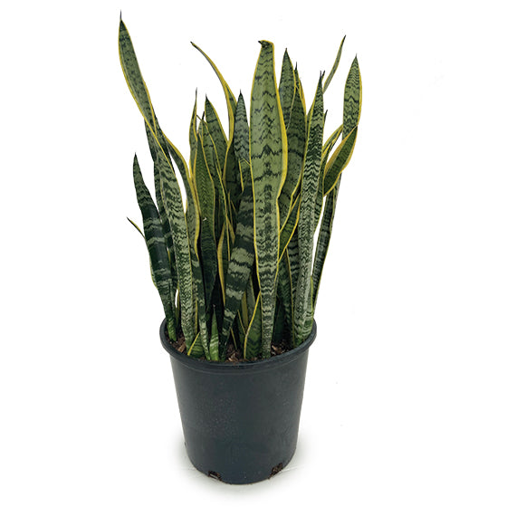 14 in Sansevieria