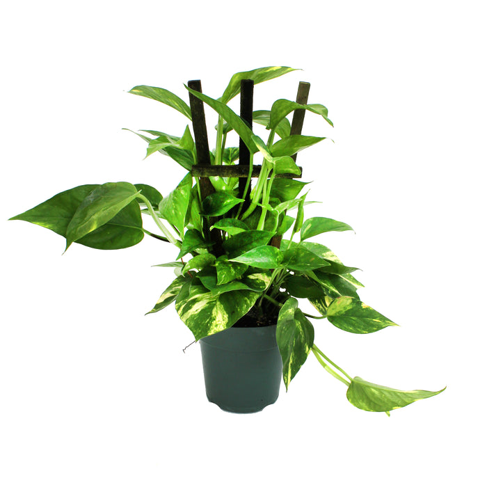 Pothos Pole