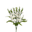 27 in Gladiolus Bush