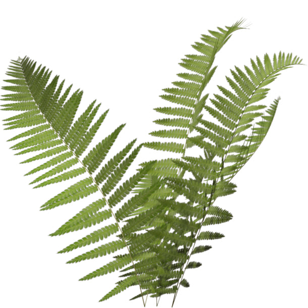 Flat Fern