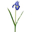 28" Iris w/Leaves - Blue/Yellow