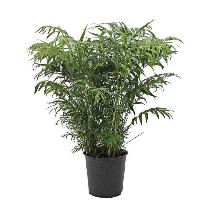 Neanthe Bella Palm