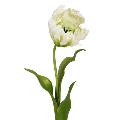 27" Tulip Parrot - White