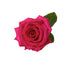 Hot Pink Roses