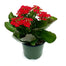 Kalanchoe