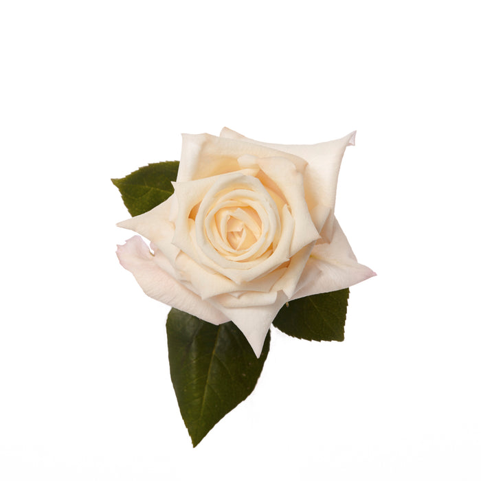 Pink Roses