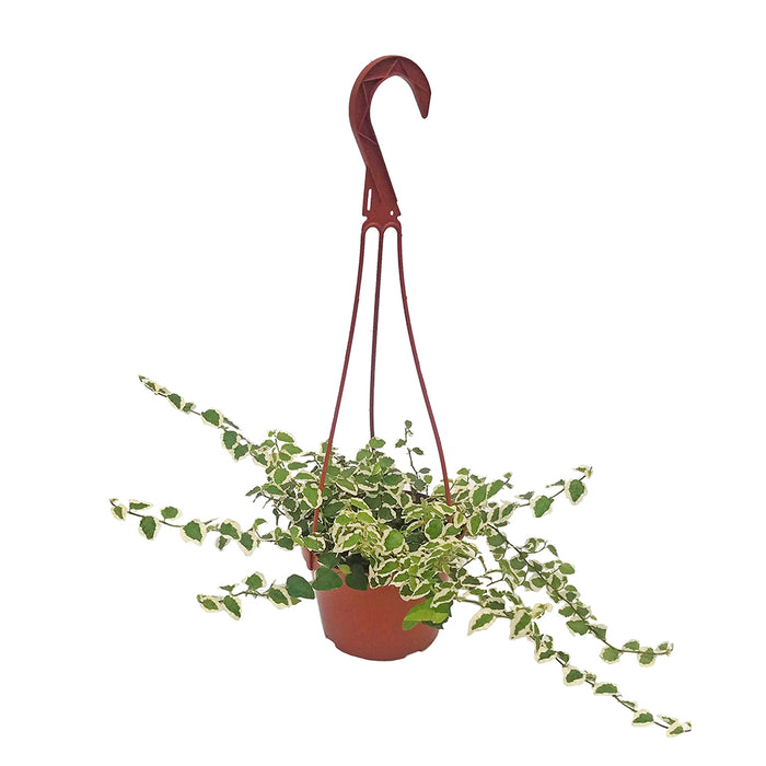 8" Ficus Repens Variegated Hanging Basket