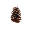 Lacquered Natural Pine Cone
