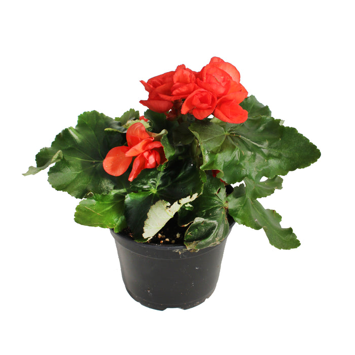 Rieger Begonia