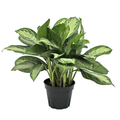 Aglaonema