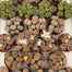 3 in Lithops