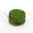 2.35 in Moss Ribbon - Green/Natural