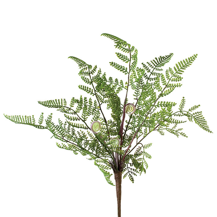 Cedar Fern Bush