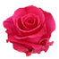 Rose 50cm Hot Lady