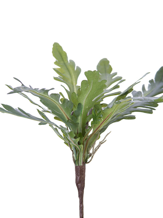 13" Staghorn Fern Bush