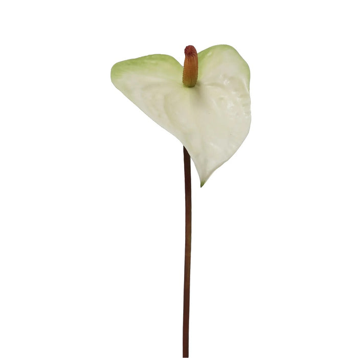 22 in Painter's Palette Anthurium