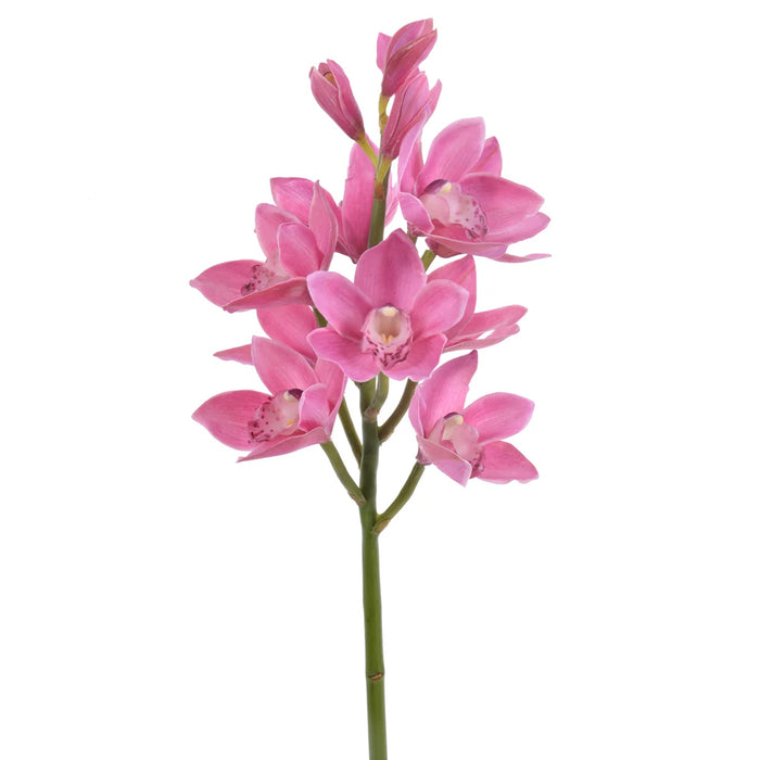 22 in Open Orchid Cymbidium - Burgundy