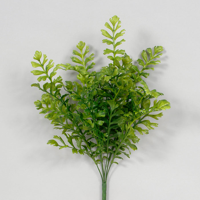 Fern Bush - Two Tone Green