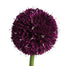 Giant Allium