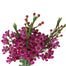 Waxflower