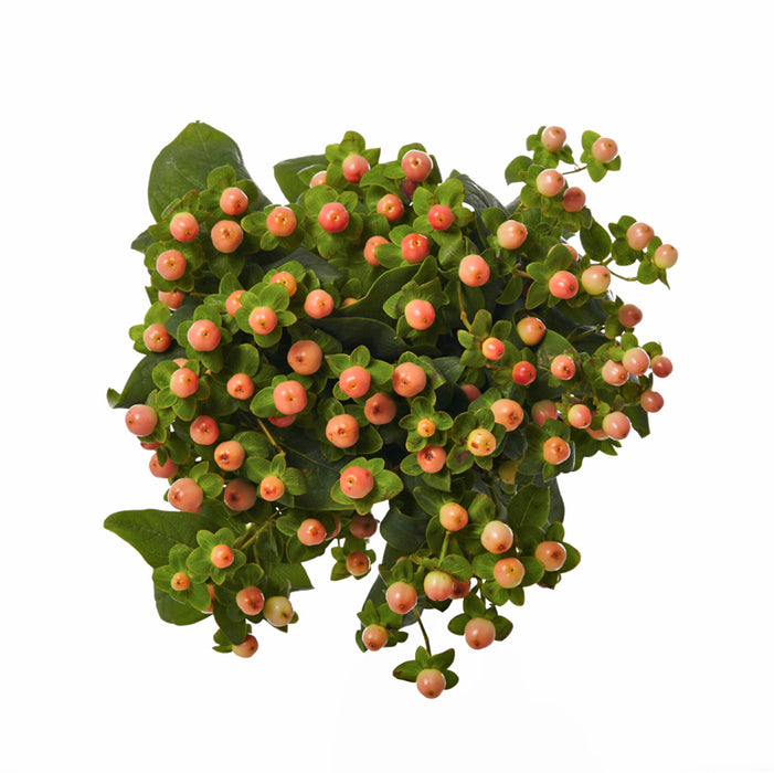 Hypericum