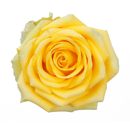 Yellow Roses