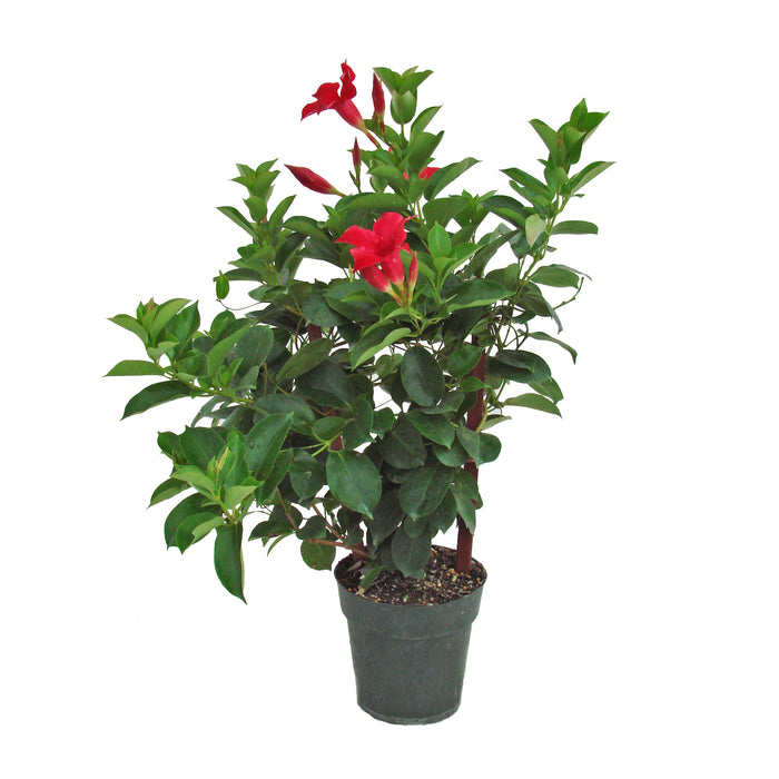 Mandevilla Trellis