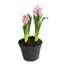 Hyacinth Plants