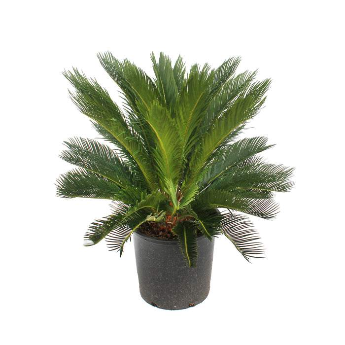 Sago Palm Plant