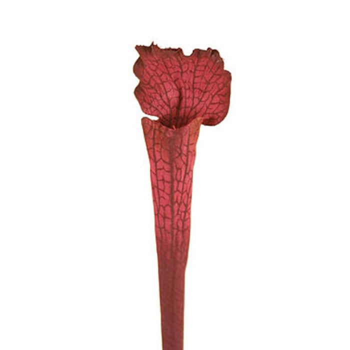 Small Pitcher Plant