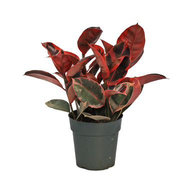 Variegated Rubber Plant