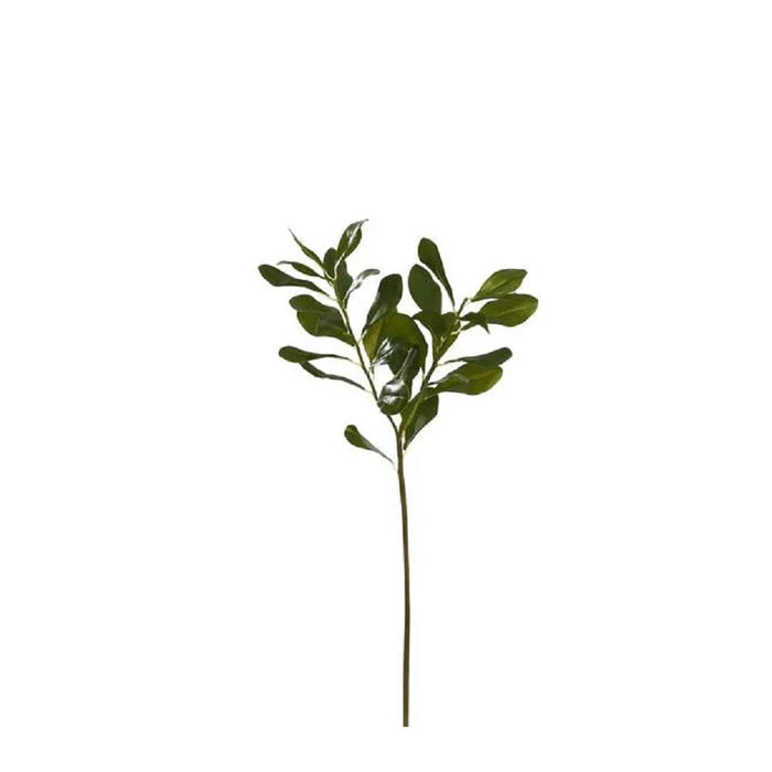 21.5 in Pittosporum Spray x 2 - Green