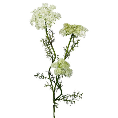 29 in Queen Anne's Lace Stem - Cream/White