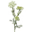 29 in Queen Anne's Lace Stem - Cream/White