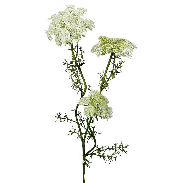 29 in Queen Anne's Lace Stem - Cream/White