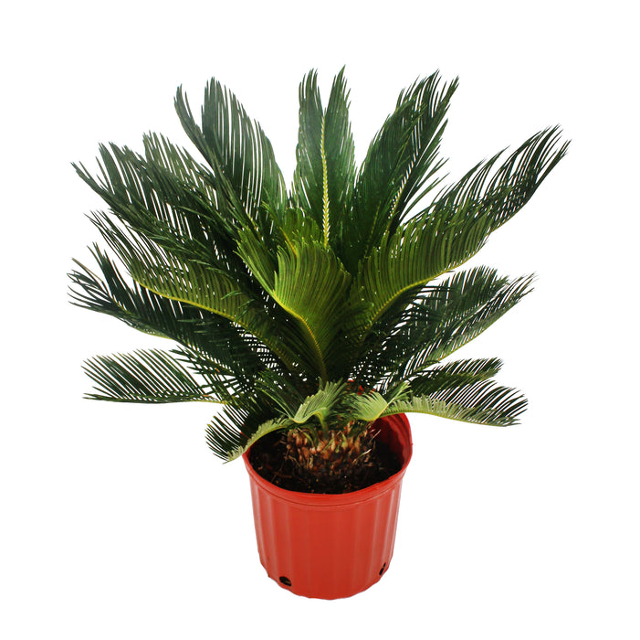 Sago Palm Plant