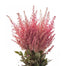 Astilbe