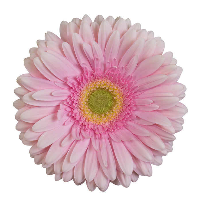 Gerber Daisy