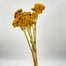 Yarrow