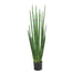 4" Potted Snake Grass - Green