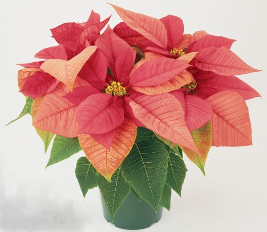 Poinsettia