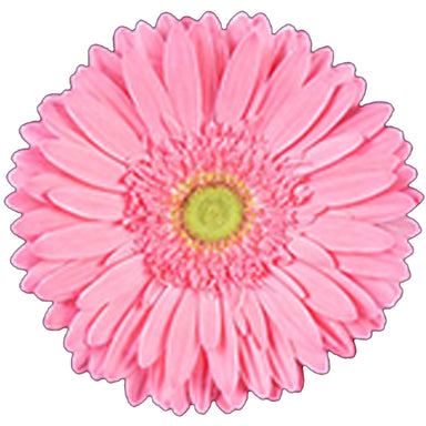 Gerbera Pink Candy Girl