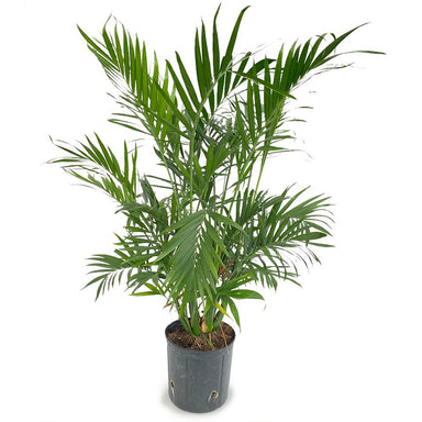 10 in Cat Palm