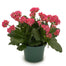 Kalanchoe