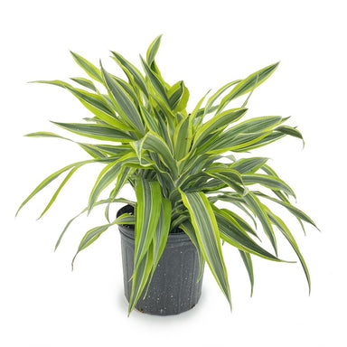 Dracaena Lemon Lime