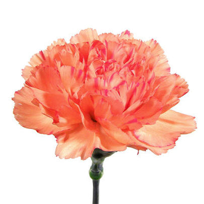 Carnation