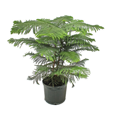 Norfolk Island Pine