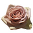 Rose 40cm Amnesia