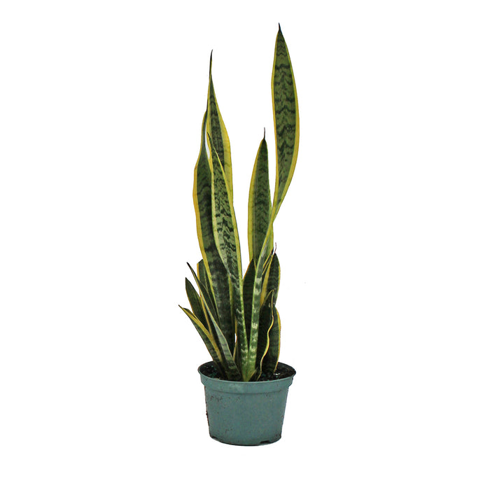 Sansevieria